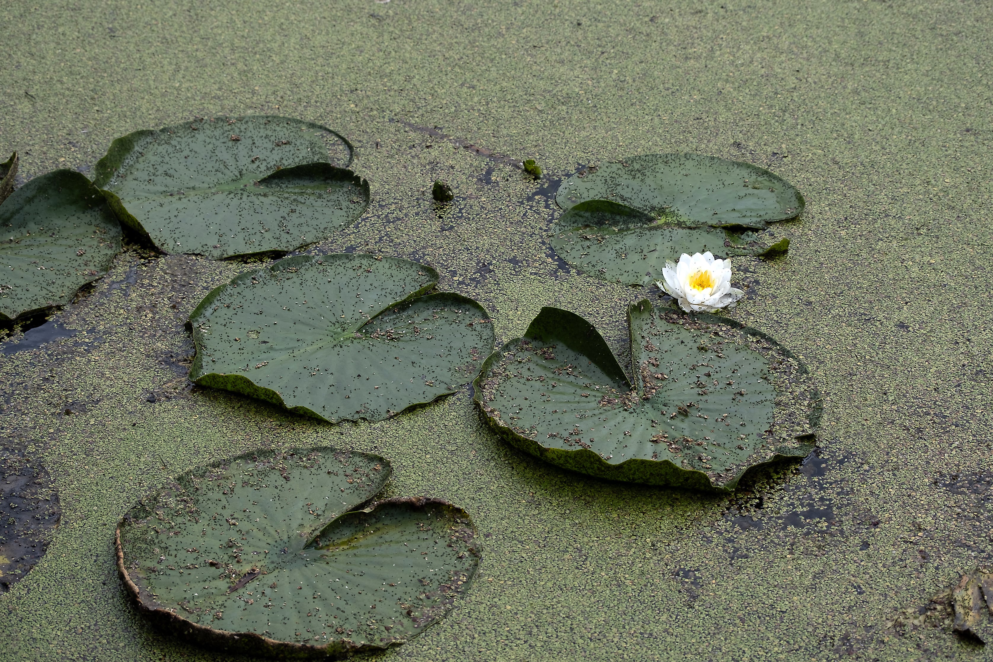 Biyomimikri Nedir ? Doğadan İlham Alan Tasarımlar                                                                                                                                                                                                              